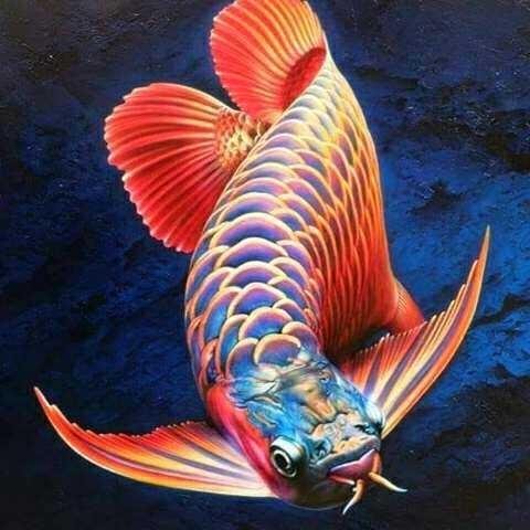 Arowana Fish Is Very Beautiful Steemit