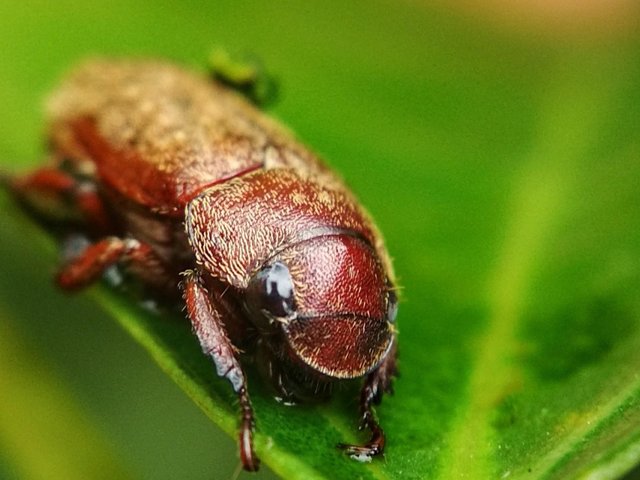 Photography Fat Insects Steemit