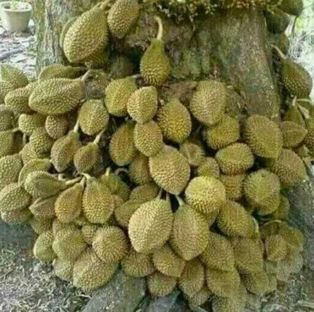 Unduh 52 Koleksi Gambar Durian Akar  Gratis HD