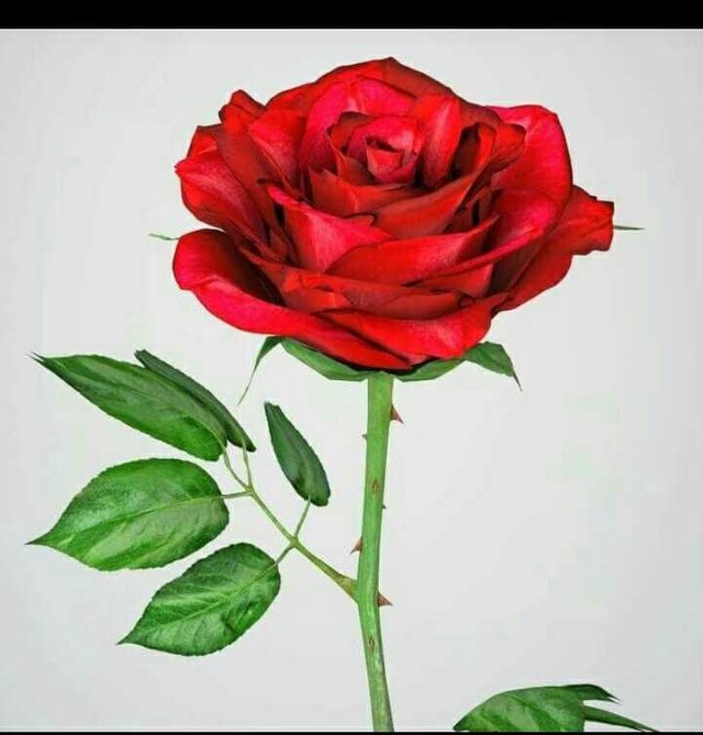 Terkeren 30+ Gambar Bunga Mawar Merah Paling Indah ...