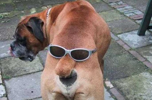dog wearing goggles