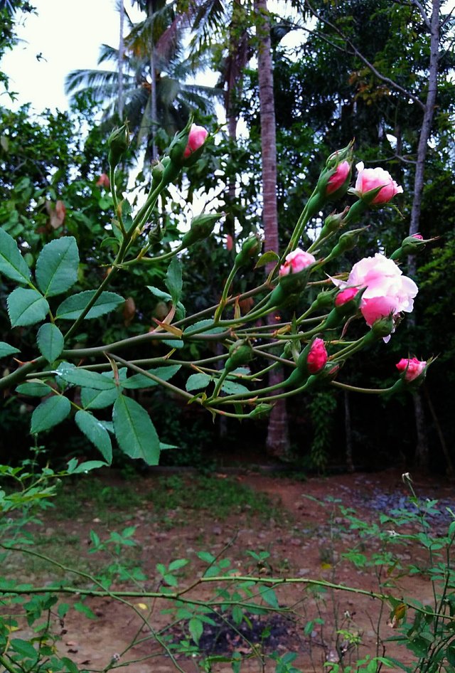 Flower Queen Of The Forest Steemit