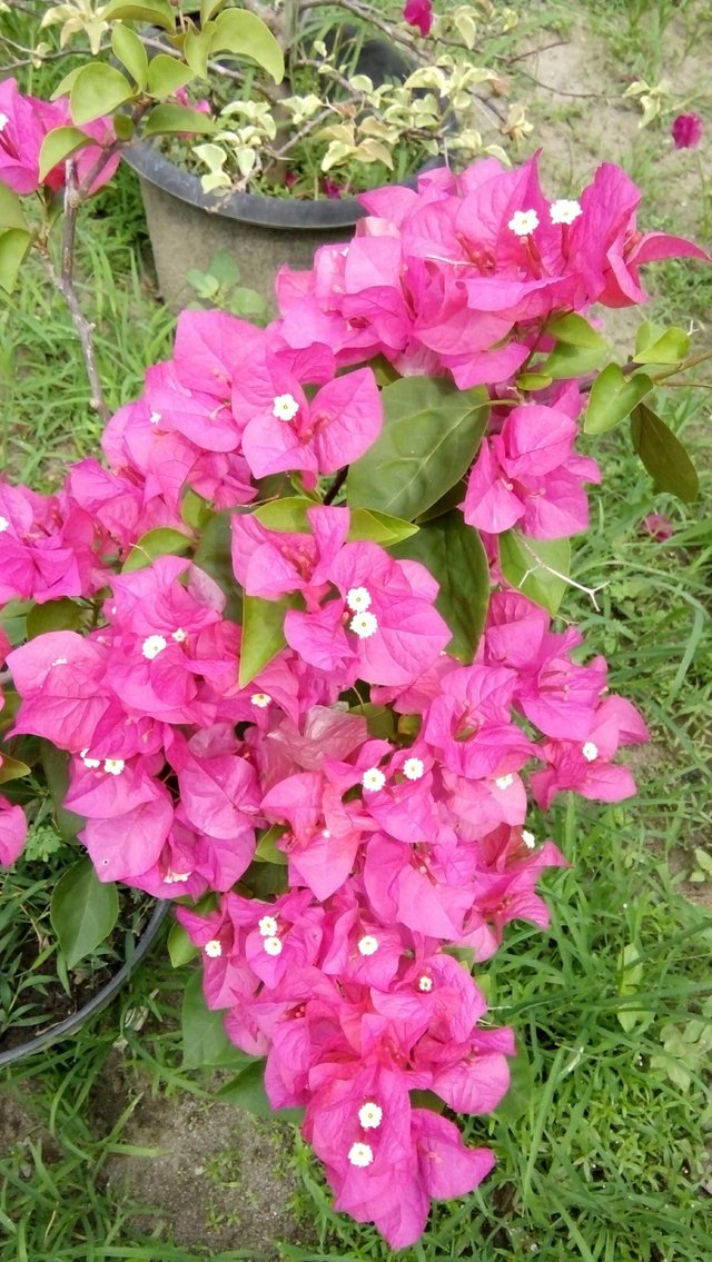 64+ Gambar Bunga Good Morning Terlihat Keren 64+ Gambar Bunga Good Morning Terlihat Keren