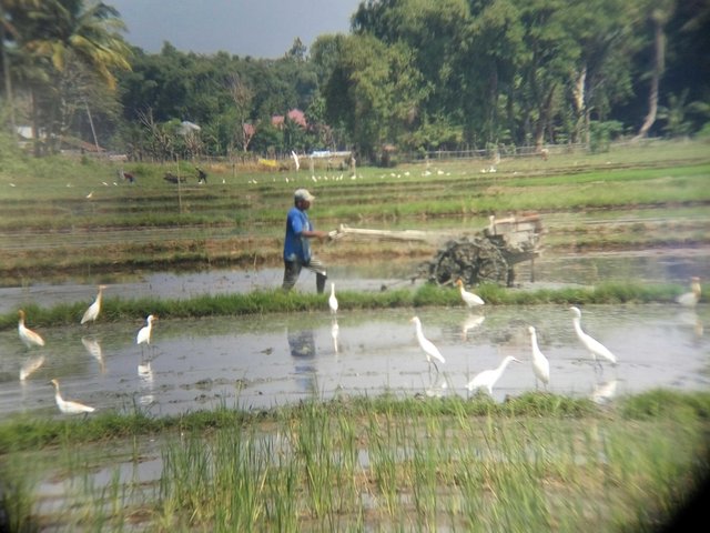 38++ Burung bangau sawah terbaru