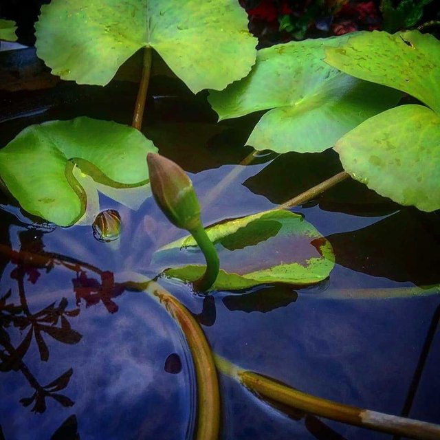 Little Lotus Steemit