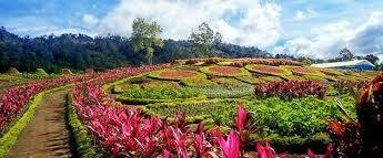 Merangin Garden Taman Bunga Wisata Baru Di Merangin Jambi