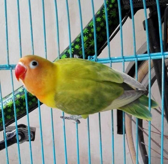 23+ Burung lovebird biola lutino terupdate