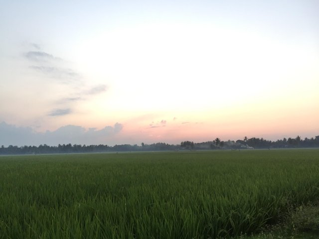 16+ Foto Pemandangan Sawah Di Sore Hari - Arti Gambar