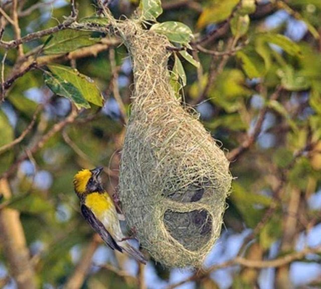 Keunikan Sarang Burung Manyar Di Alam Liar Steemit