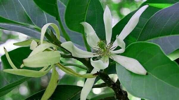 The Mystical Facts Of Kantil Flower Or Cempaka Putih Steemit