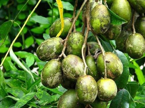 Benefits Of Kedondong Fruit For Body Health Steemit