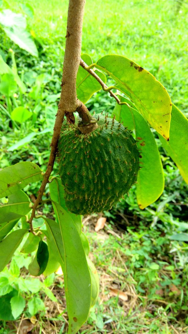 Soursop Durian Belanda Steemit