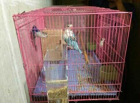 Sepasang Burung Dalam Sangkar Steemit