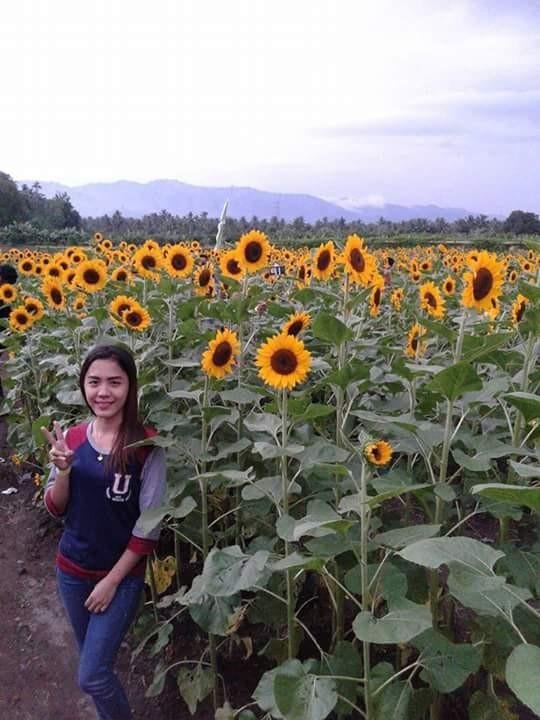 Sunflower Farm In Baguio City Best Flower Site
