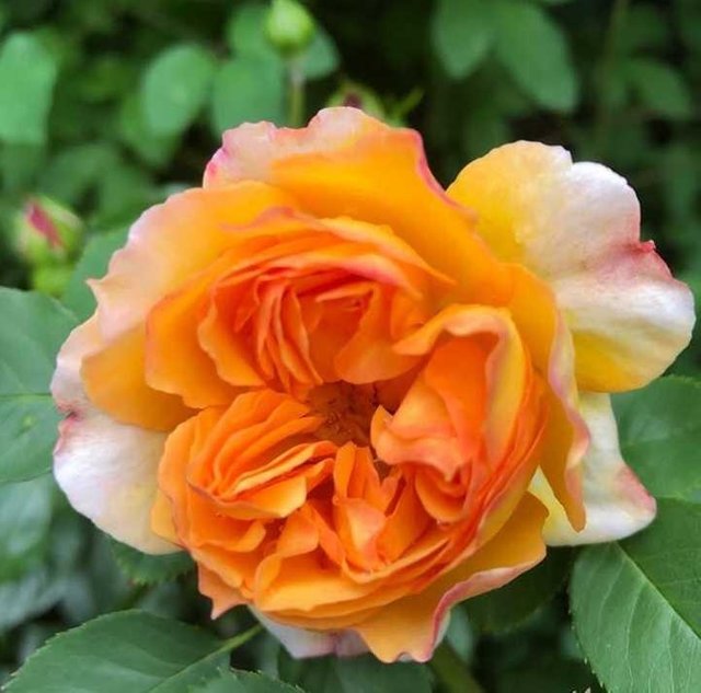 Wow 27 Bunga  Mawar Bahasa  Inggris  Nya Gambar Bunga  Indah