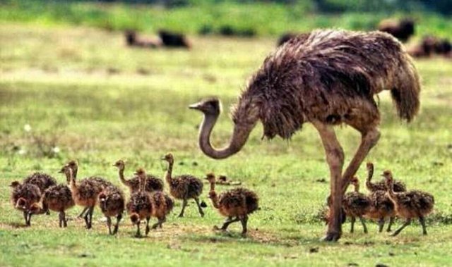 36+ Burung emu burung unta terupdate