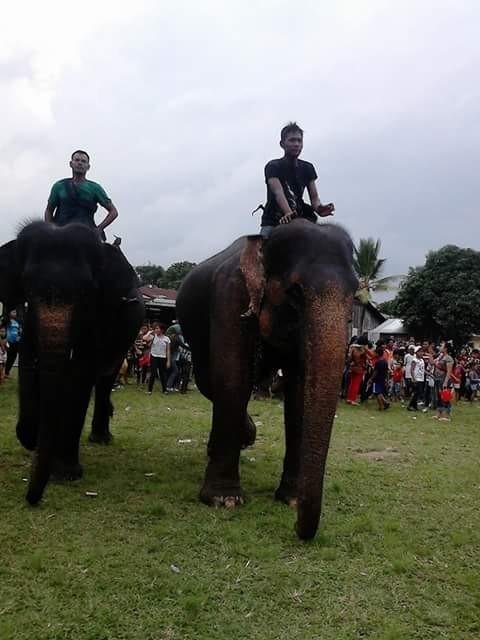 Unduh 55 Gambar Gajah Bermain Bola Paling Baru Gratis