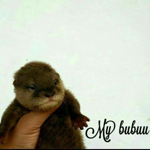 Berang Berang Otter Steemit