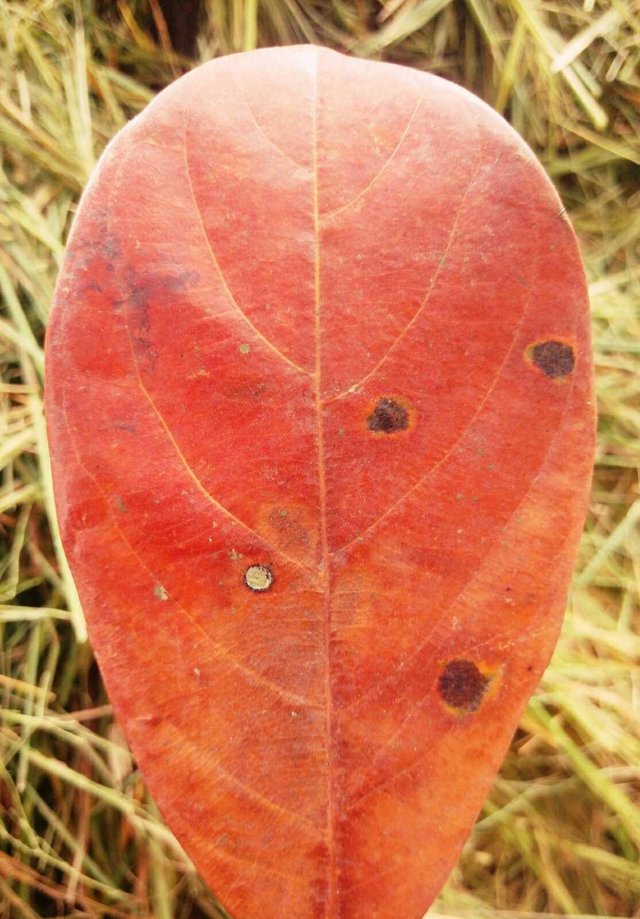 fackfruit leaf