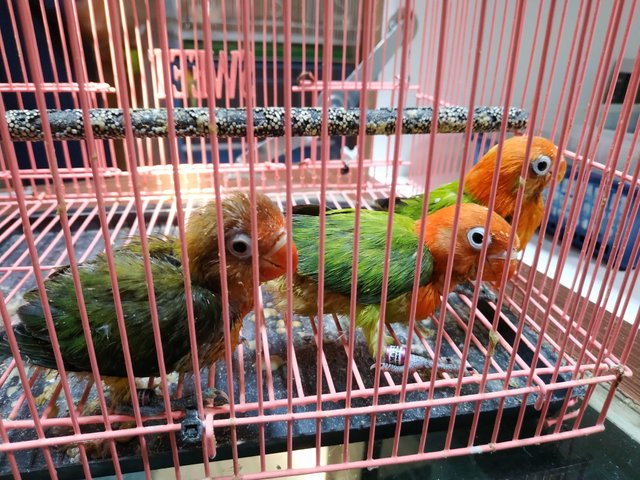 35+ Warna burung lovebird josan terupdate