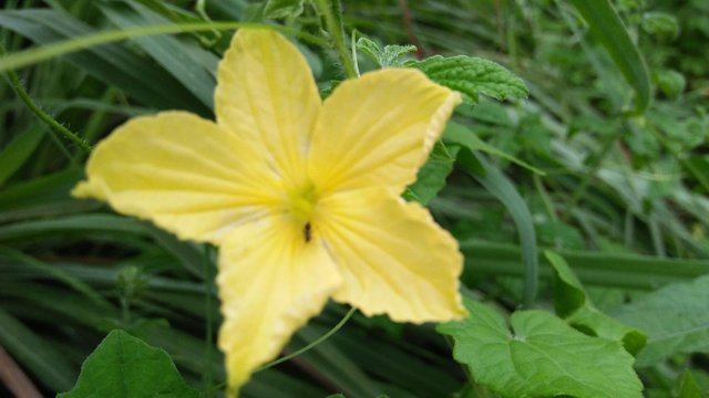 Nama Bunga Liar Berwarna Kuning - Namun, disebabkan ia mempunyai bunga