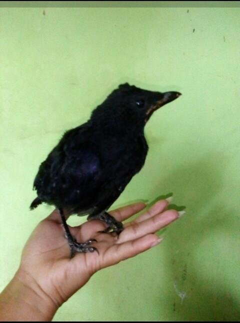 Anak Burung Ciung Batu Steemit