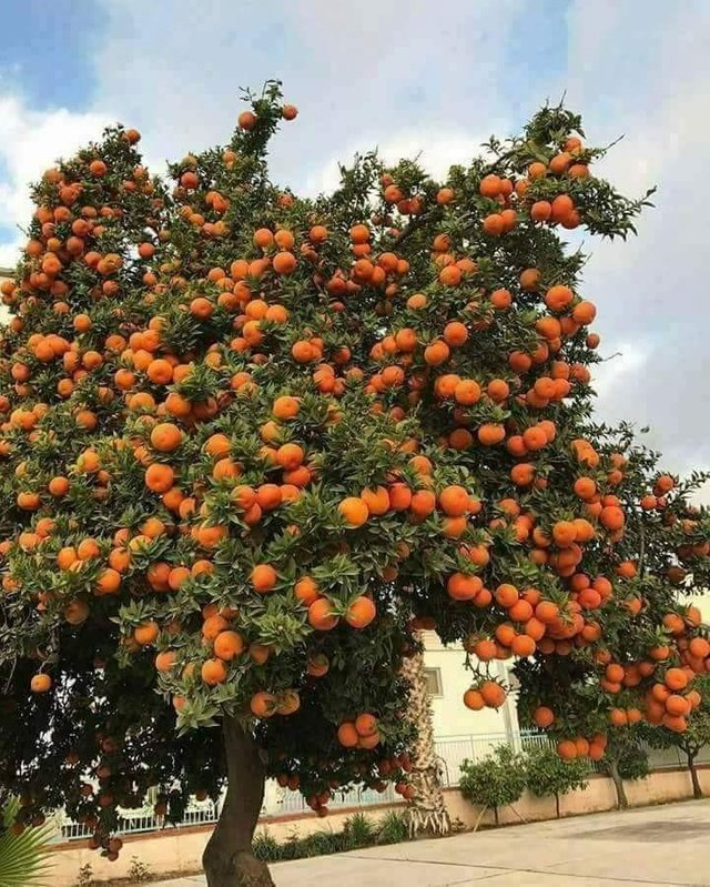 Drvo narandže koje donosi plodove