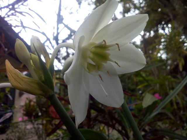 Bunga Warna Putih Indah Berseri Steemit