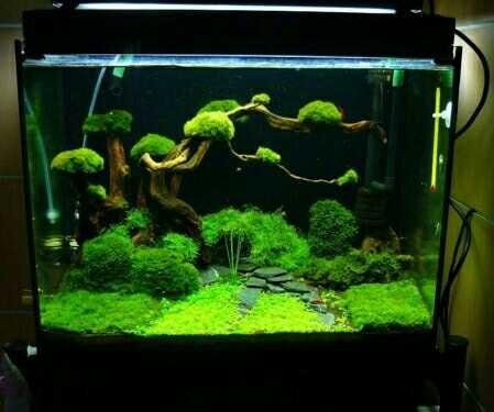 Aquascape Is More Focused On The Plants Wood Water Stones And Fauna Contained In The Media The Fauna Can Be Either A Snail Or Shrimp So It Is More Varied And Looks