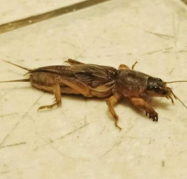 Mole Cricket Anjing Tanah Steemit