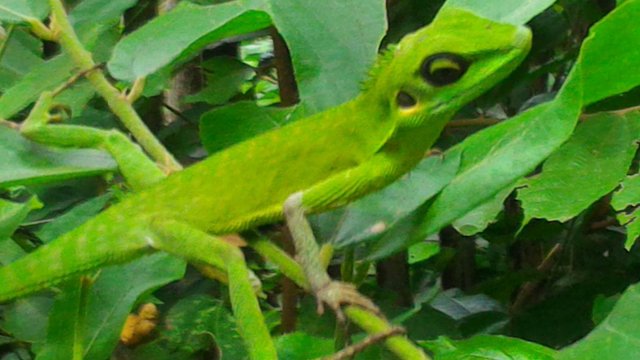 Ipc1 Kadal Hijau Steemit