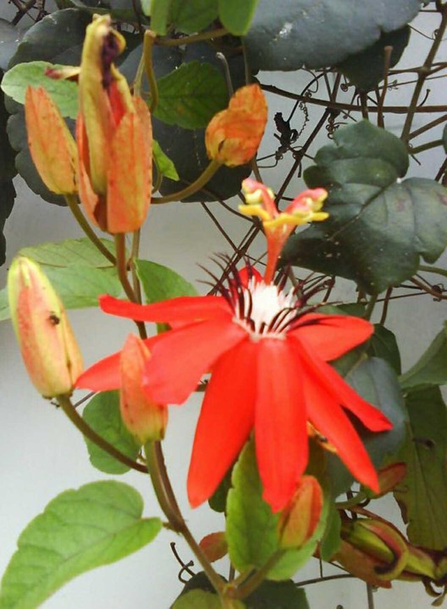 Bunga Passion Flora Steemit