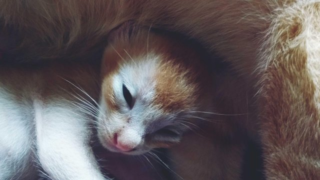 My New Kitten (bilingual) u2014 Steemit
