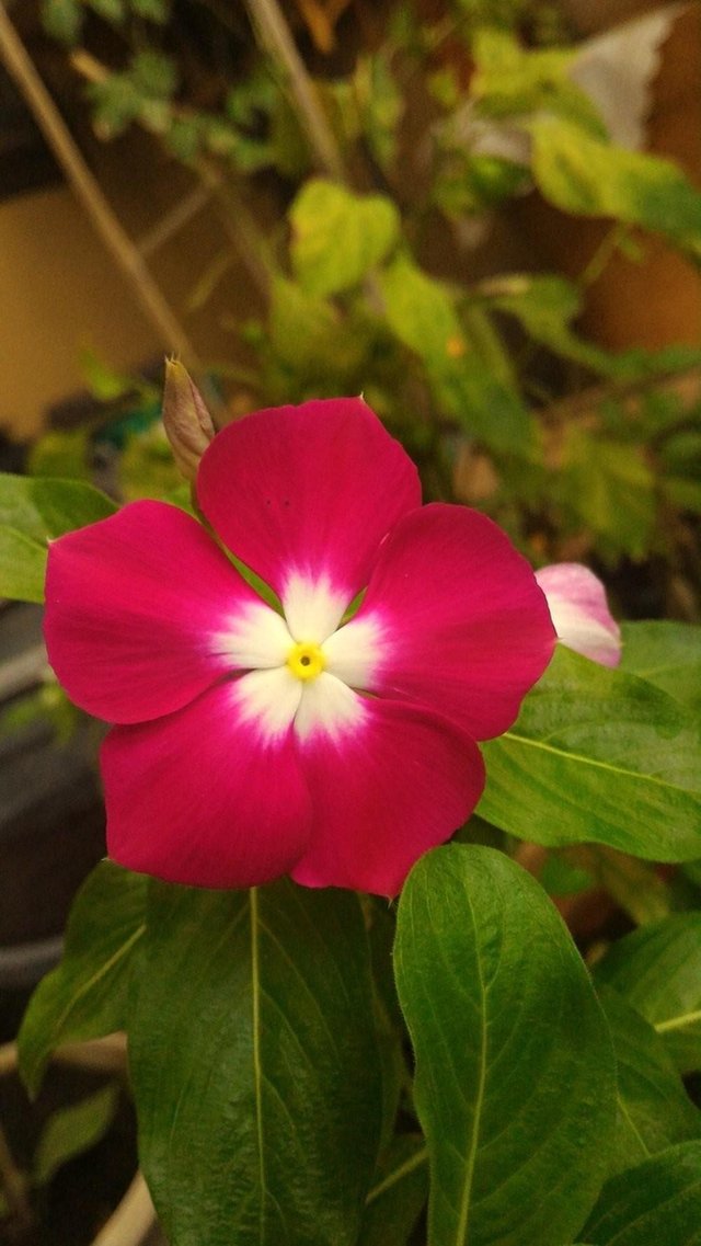 Vinca Flower Steemit