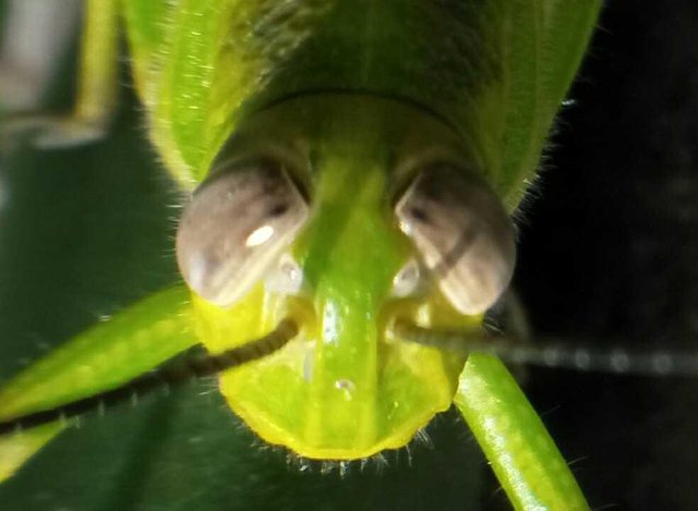 Belalang hijau // Green Grasshopper (bilingual) u2014 Steemit
