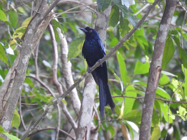 Wow 12 Gambar Burung  Warna  Hitam  Gani Gambar