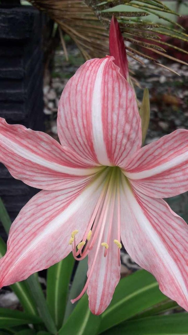 Si Cantik Bunga Lily Steemit