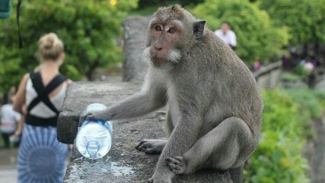 64 Gambar Lucu Binatang Monyet HD