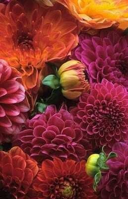 Dahlias