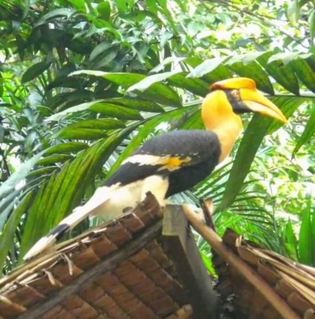 Burung Cantik Steemit