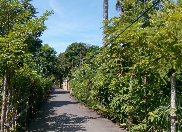 Beautiful Nature Around The Path Of My Village Hallway Steemit