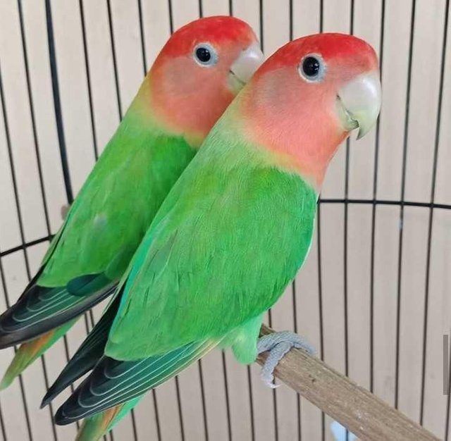 Love Bird Is Beautiful Animalphotography Steemit