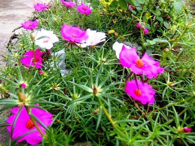 Beautiful Flowers That Bloom At 9 Am Steemit