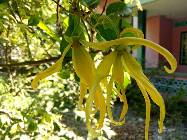 The Fragrance Of The Flower Kenangakeharuman Dari Bunga