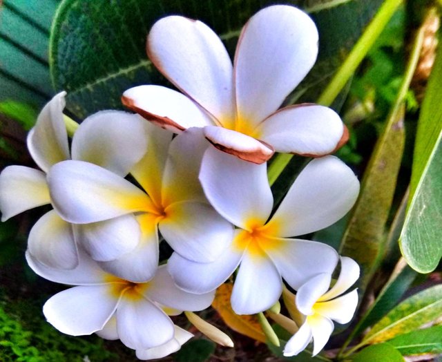Frangipani Flower Meaning Best Flower Site