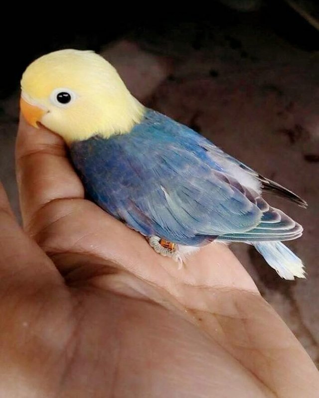 Lovebird Parblue Sable Head Steemit