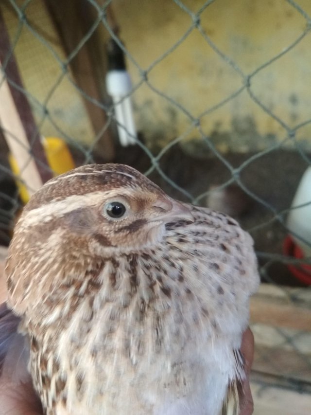 22+ Burung puyuh liar terbaru