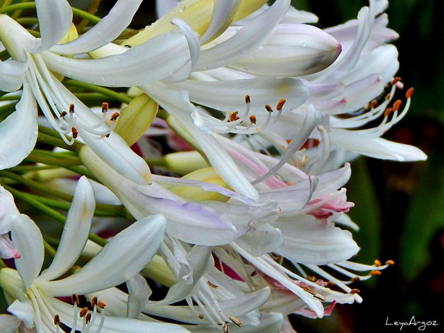 Agapanto Blanco/White Agapanto | My Daily Post | Nature Live — Steemit