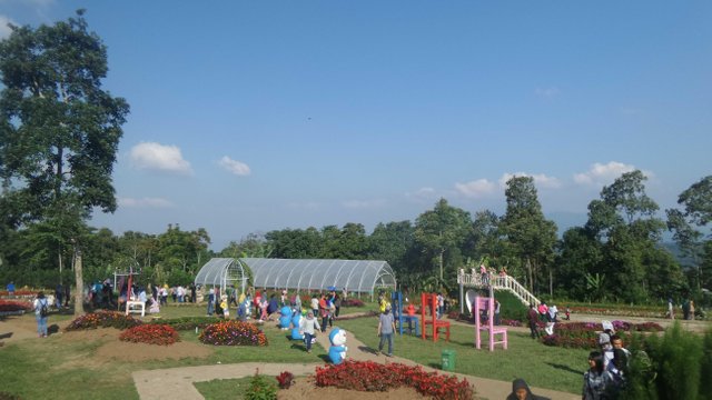 Wisata Taman Bunga Celosia Bandungan Steemit