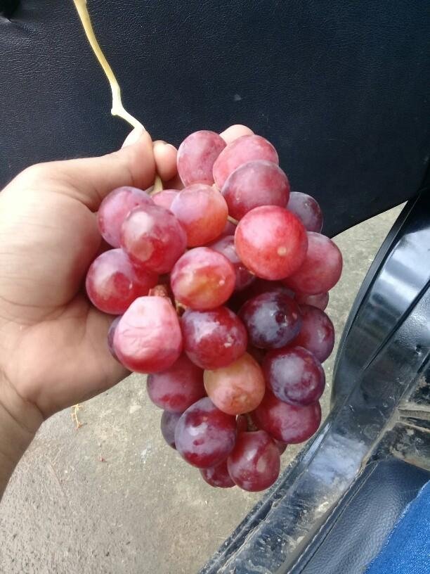83+ Gambar Anggur Merah Indonesia Paling Keren 83+ Gambar Anggur Merah Indonesia Paling Keren